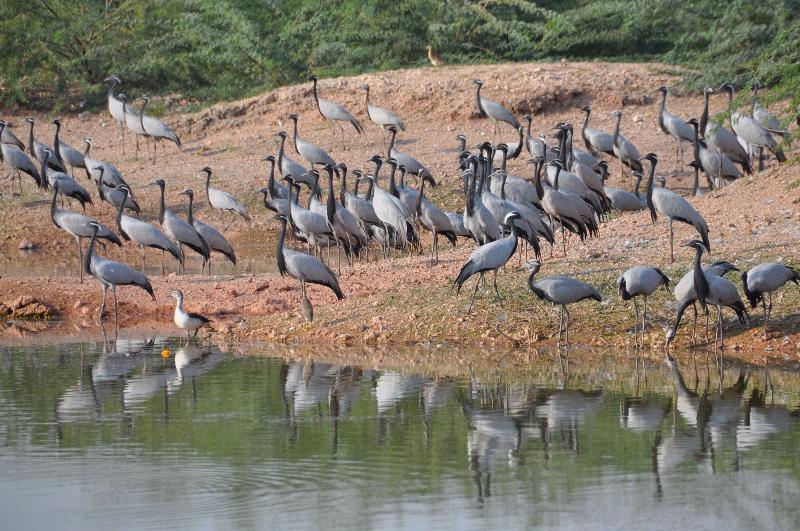 Bird sanctuary1