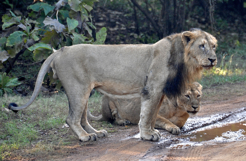 Asian lion gir national park gujarat