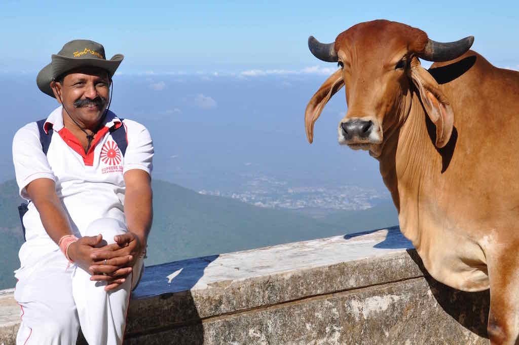 Raj and cow